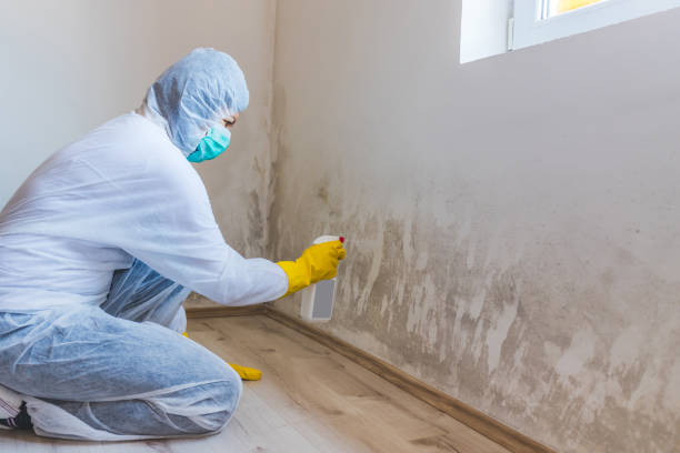 Licensed Mold Remediation service in Burlington, NJ - 24 Hour Mold Removal